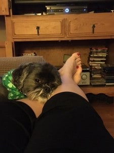 shih tzu tv time