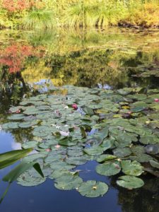 Giverny Monet Garden Water Lillies