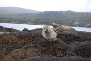 garnish island seal