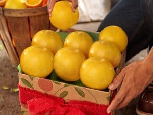 buy-monthly-fruit-clubs-grapefruit
