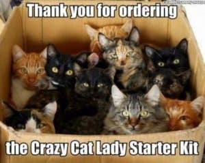 crazy cat lady starter kit